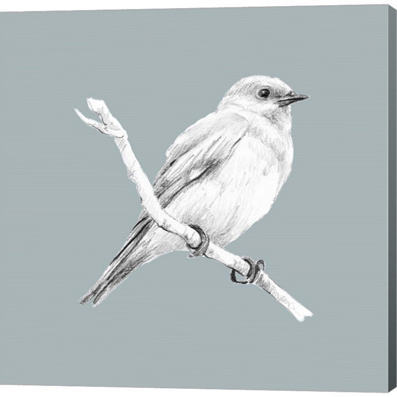 Bird Study on Blue I by Lanie Loreth - 24x24 Canvas Art Print